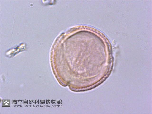 灰背清風藤藏品圖，第3張