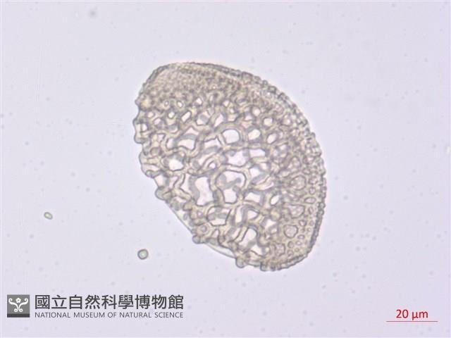 臺灣百合藏品圖，第3張