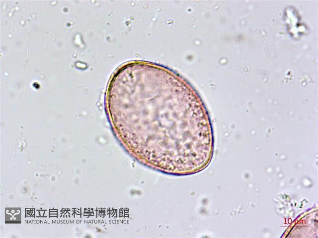 臺灣油點草藏品圖，第3張