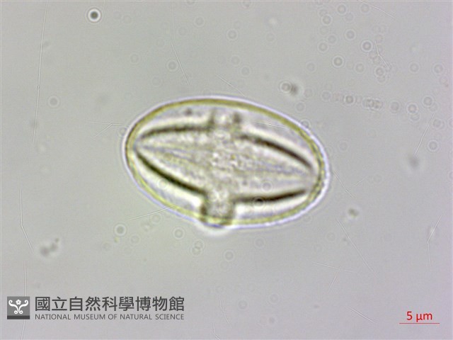 溪頭秋海棠藏品圖，第4張