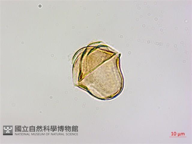 杜鵑桑寄生藏品圖，第4張