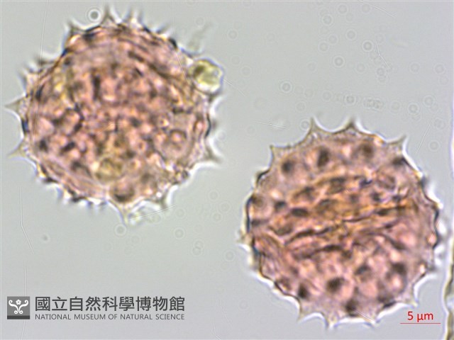 桃園馬蘭藏品圖，第4張