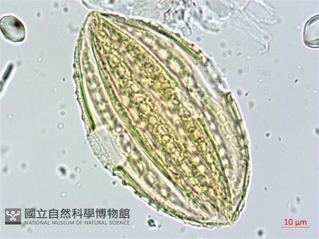 蘭嶼馬藍藏品圖，第4張