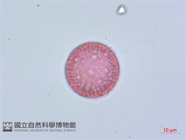 南嶺蕘花藏品圖，第4張