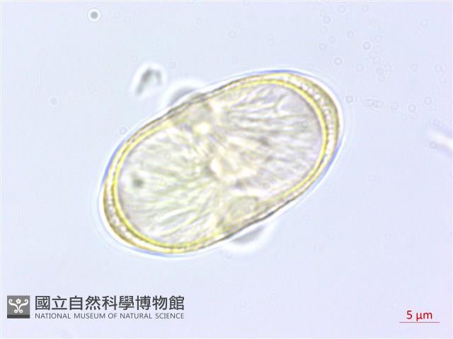 川滇蒿本藏品圖，第3張