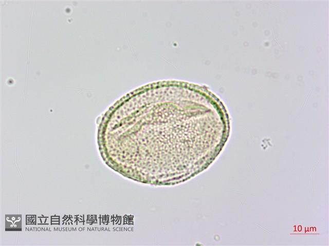 木荷藏品圖，第4張