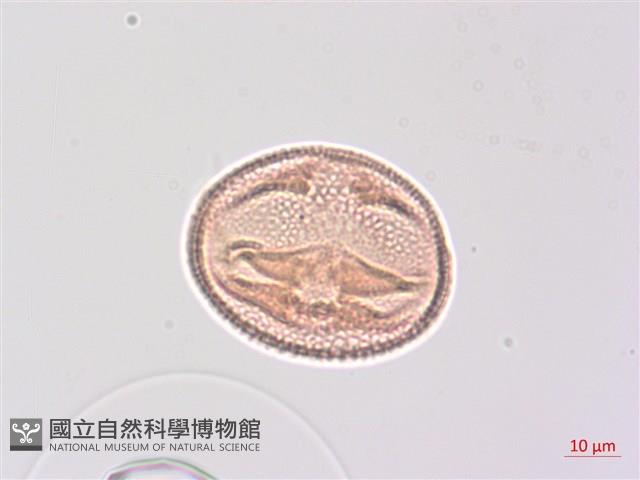 省沽油藏品圖，第3張