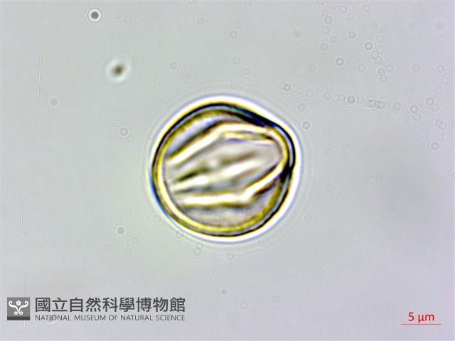 圓果青剛櫟藏品圖，第4張