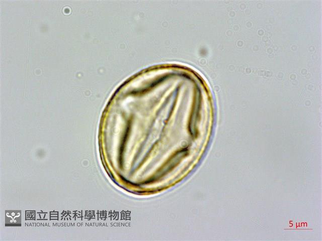 雙花金絲桃藏品圖，第3張