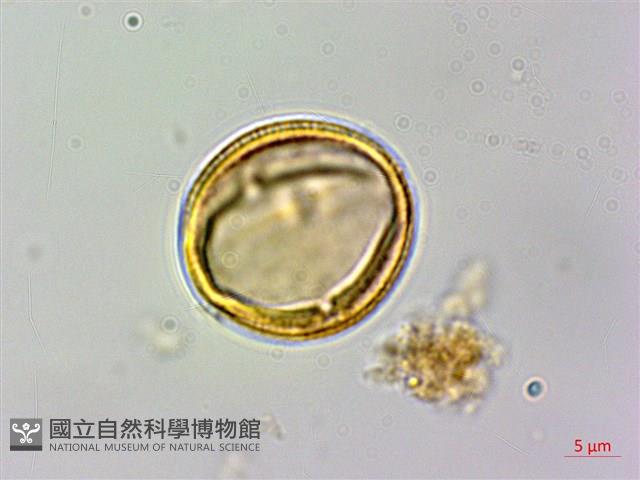 石苓舅藏品圖，第3張