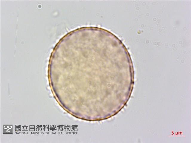 菝契藏品圖，第3張