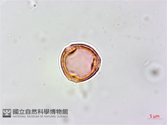 紅頭鐵莧、蘭嶼鐵莧藏品圖，第4張
