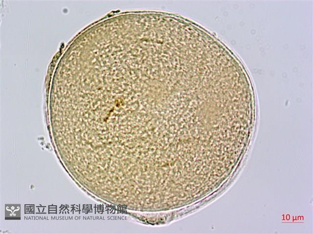 蘭嶼芭蕉藏品圖，第3張