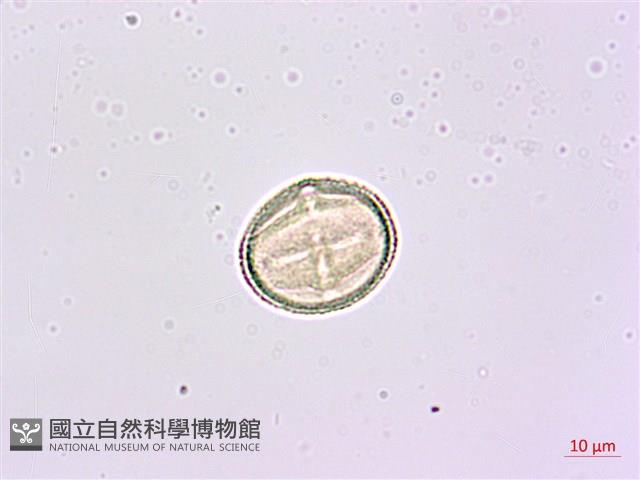 華參、裡白八角金盤藏品圖，第4張