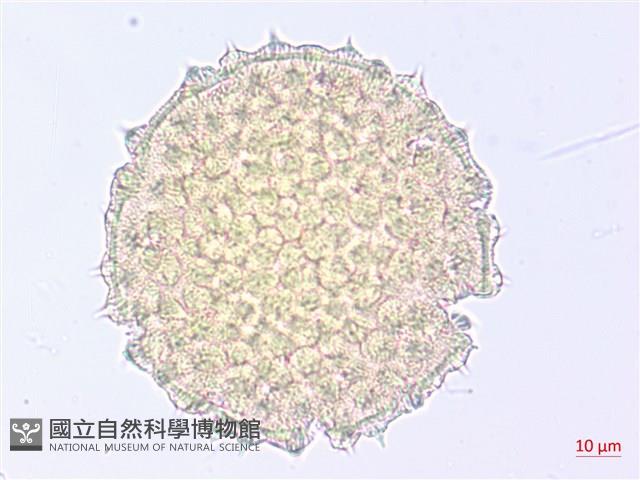 薄葉金午時花藏品圖，第3張