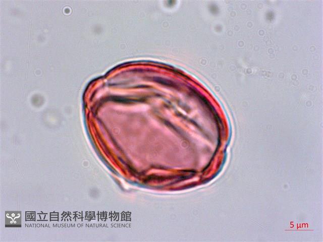 蘭嶼燈籠草藏品圖，第3張