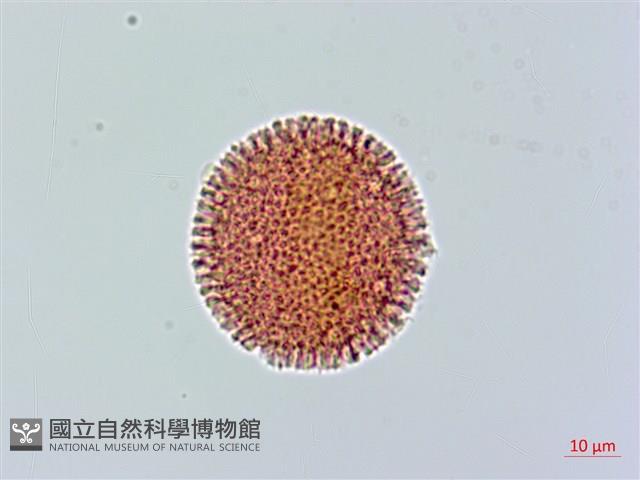 登錄號:S086667藏品圖，第3張