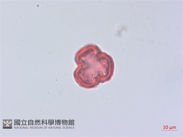 粉藤藏品圖，第4張