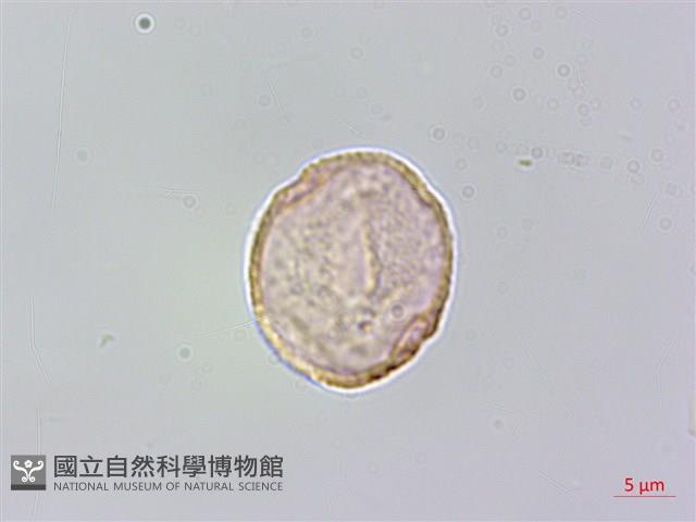 銳葉山黃麻藏品圖，第3張