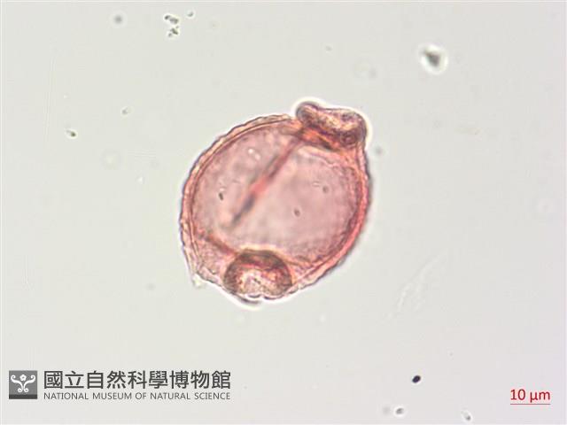 水丁香藏品圖，第3張