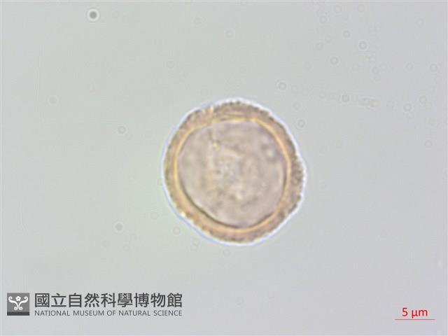 中國旌節花藏品圖，第3張