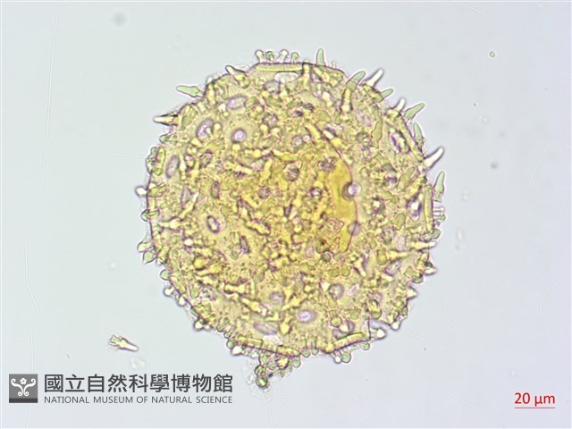 牽牛花藏品圖，第4張