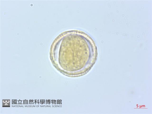 梨山小蓑衣藤藏品圖，第3張