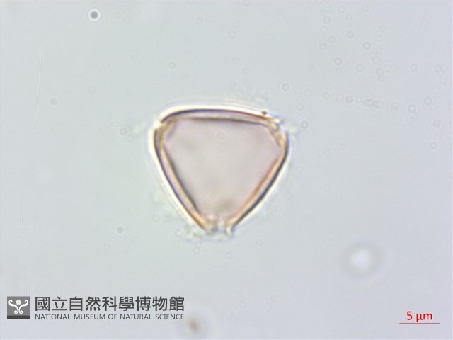 大花赤楠藏品圖，第3張