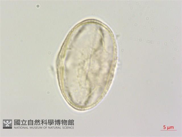 大齒山芹藏品圖，第3張