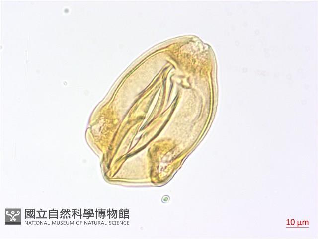 合歡柳葉菜藏品圖，第3張