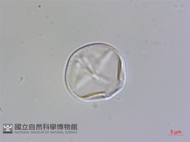 南湖大山紫雲英藏品圖，第3張