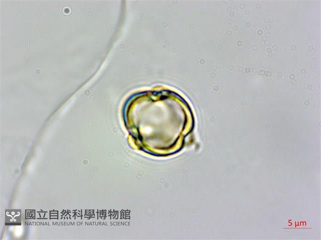 登錄號:S102047藏品圖，第4張