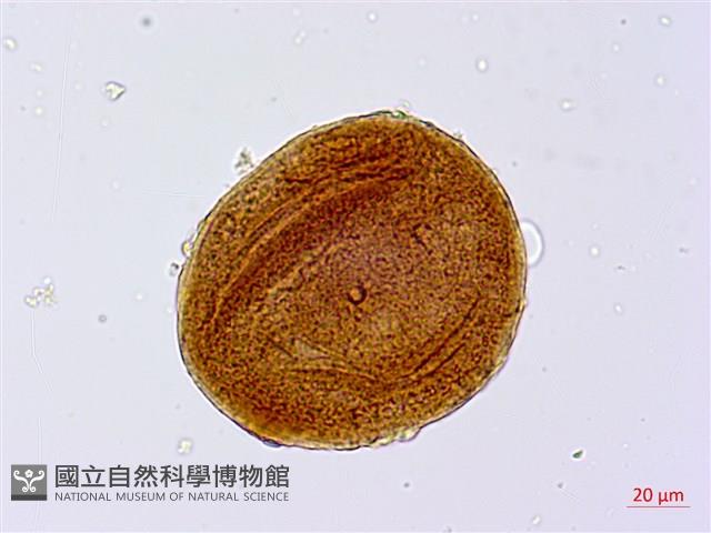 葛瑪蘭芭蕉藏品圖，第3張