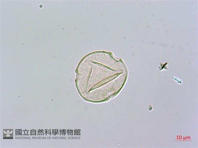 黑板樹藏品圖，第4張