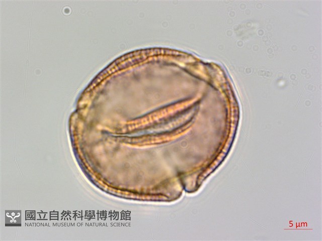 登錄號:S093747藏品圖，第3張