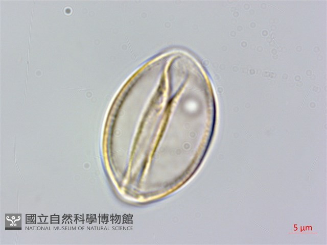朴樹藏品圖，第4張