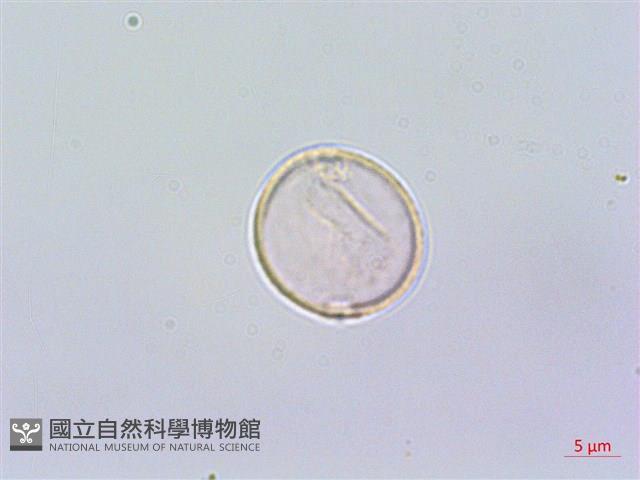 蘭嶼水絲麻藏品圖，第3張