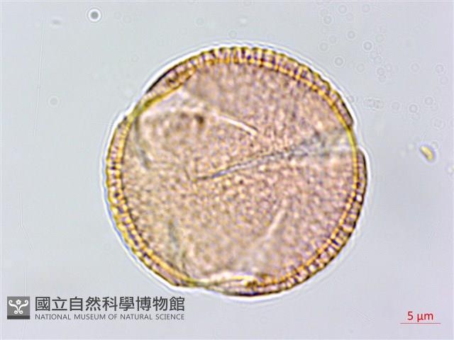 蘭嶼土沉香藏品圖，第3張