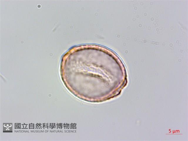 山油麻藏品圖，第3張