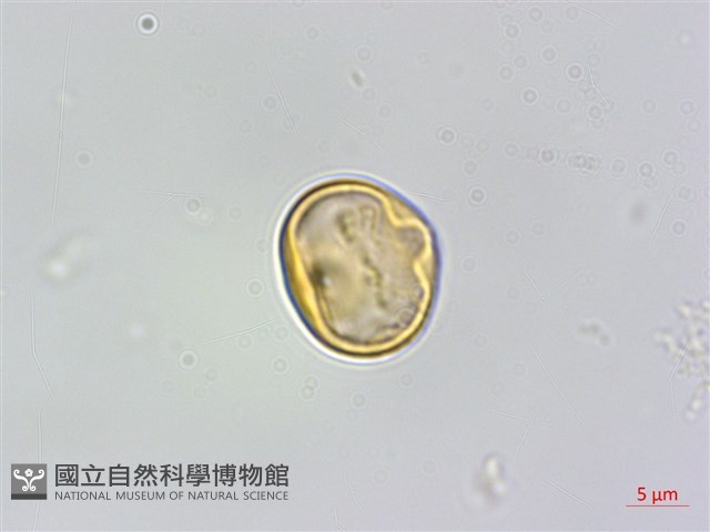 小葉樹蘭藏品圖，第3張