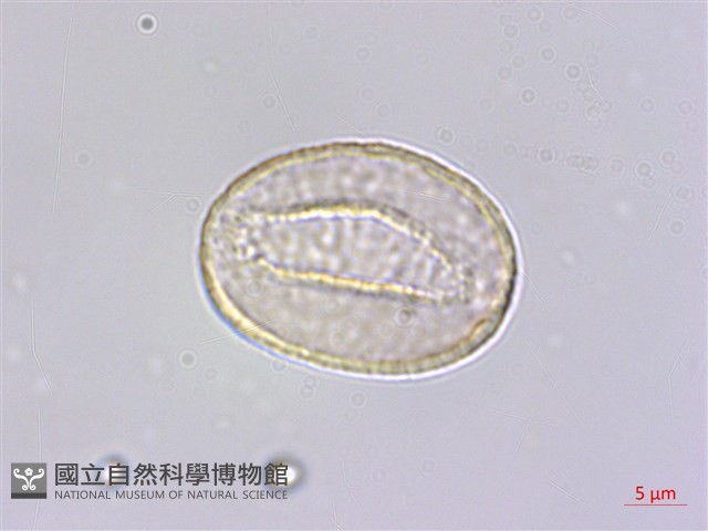 小杜若、川杜若藏品圖，第3張