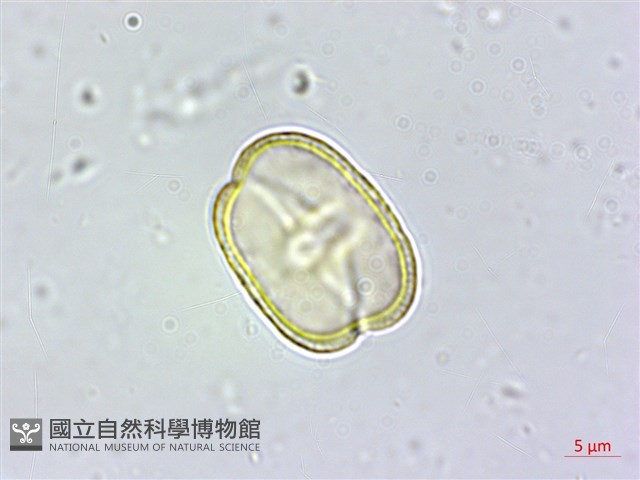 玉山茴香藏品圖，第4張