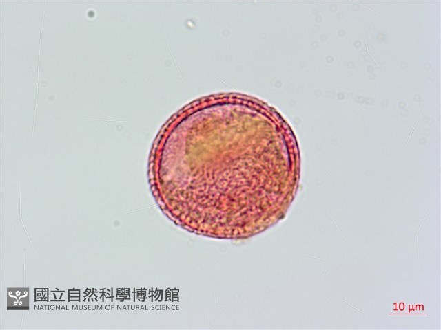 登錄號:S033947藏品圖，第3張