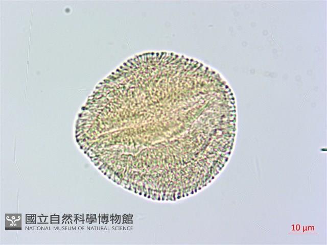 搭肉刺藏品圖，第3張