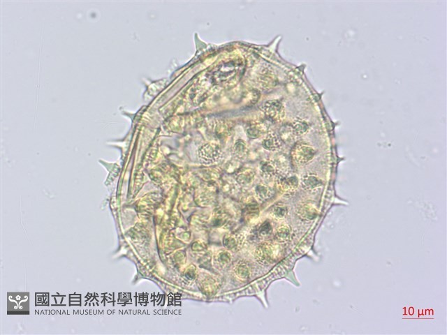 幾內冬葵子，幾內亞磨盤草藏品圖，第3張