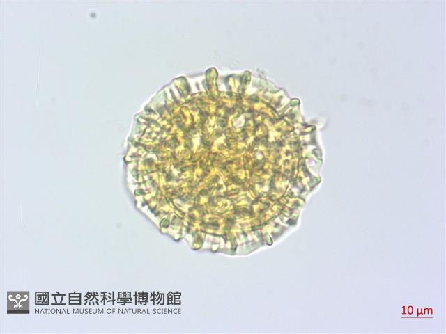 烏芙蓉藏品圖，第3張