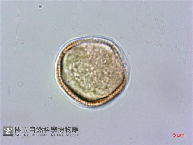 登錄號:S025877藏品圖，第4張