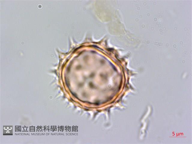 鬼針藏品圖，第3張