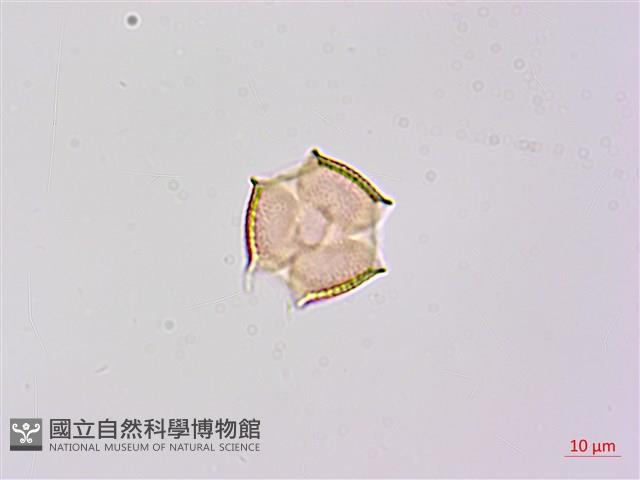假菜豆、湯氏葛藤藏品圖，第3張