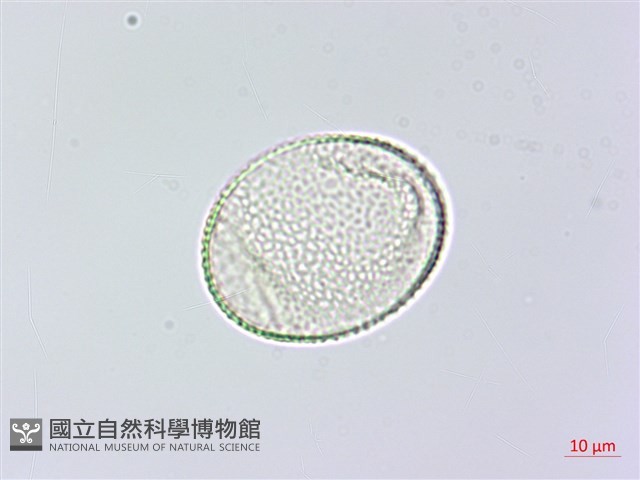 紫花鳳仙花藏品圖，第4張
